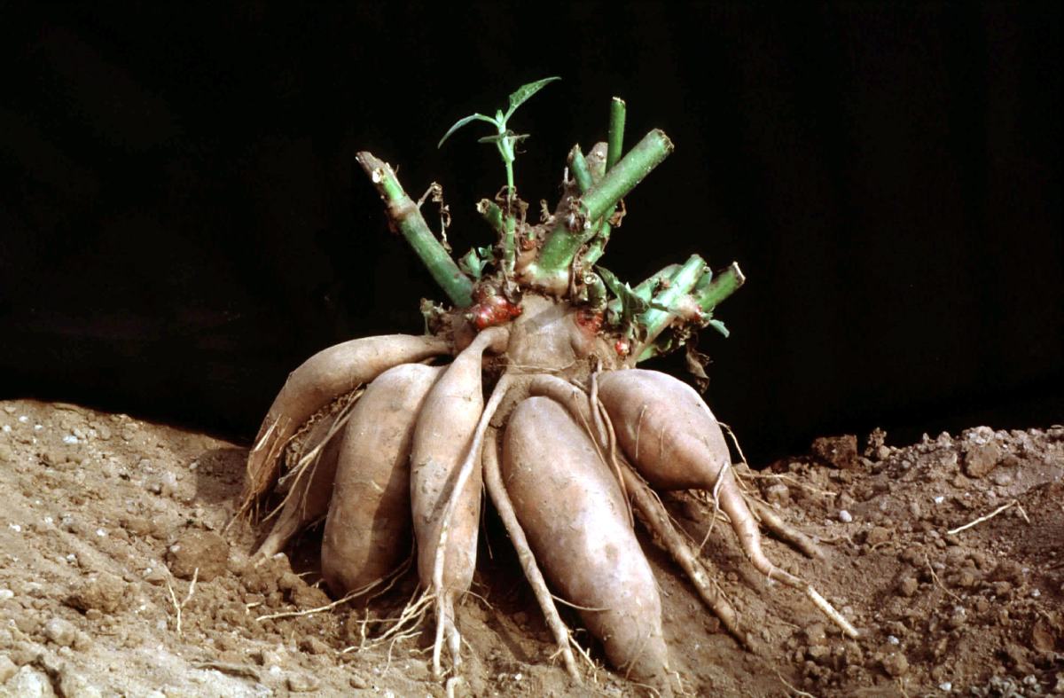 propagation of dahlias by cuttings