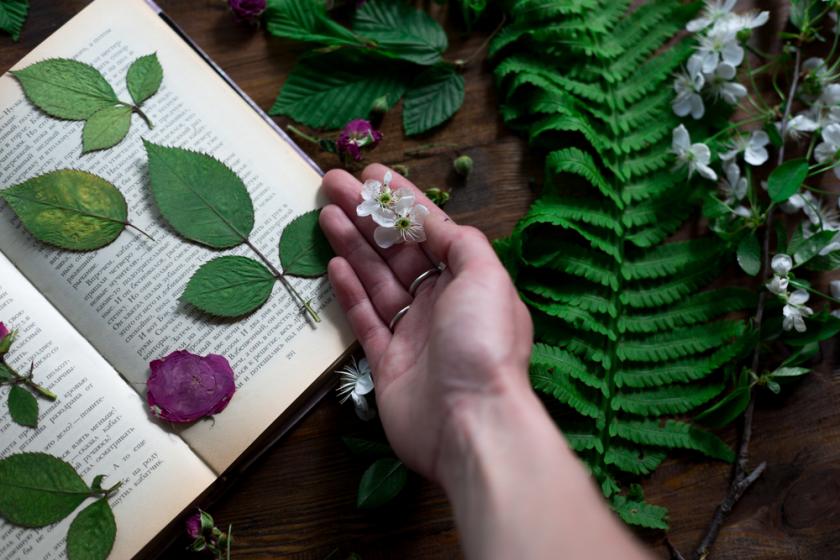 assembling herbarium