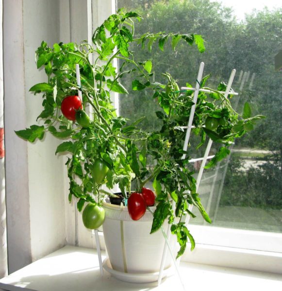 Il est recommandé de mettre 10 feuilles de tomates dans la pièce et pour un effet optimal, vous pouvez disposer les pots sur le rebord de la fenêtre.