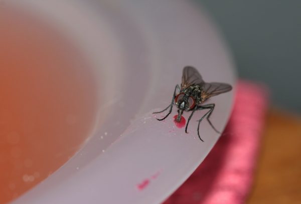 Flies usually nest in garbage cans, then move to the kitchen and other rooms.