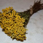 dried tansy