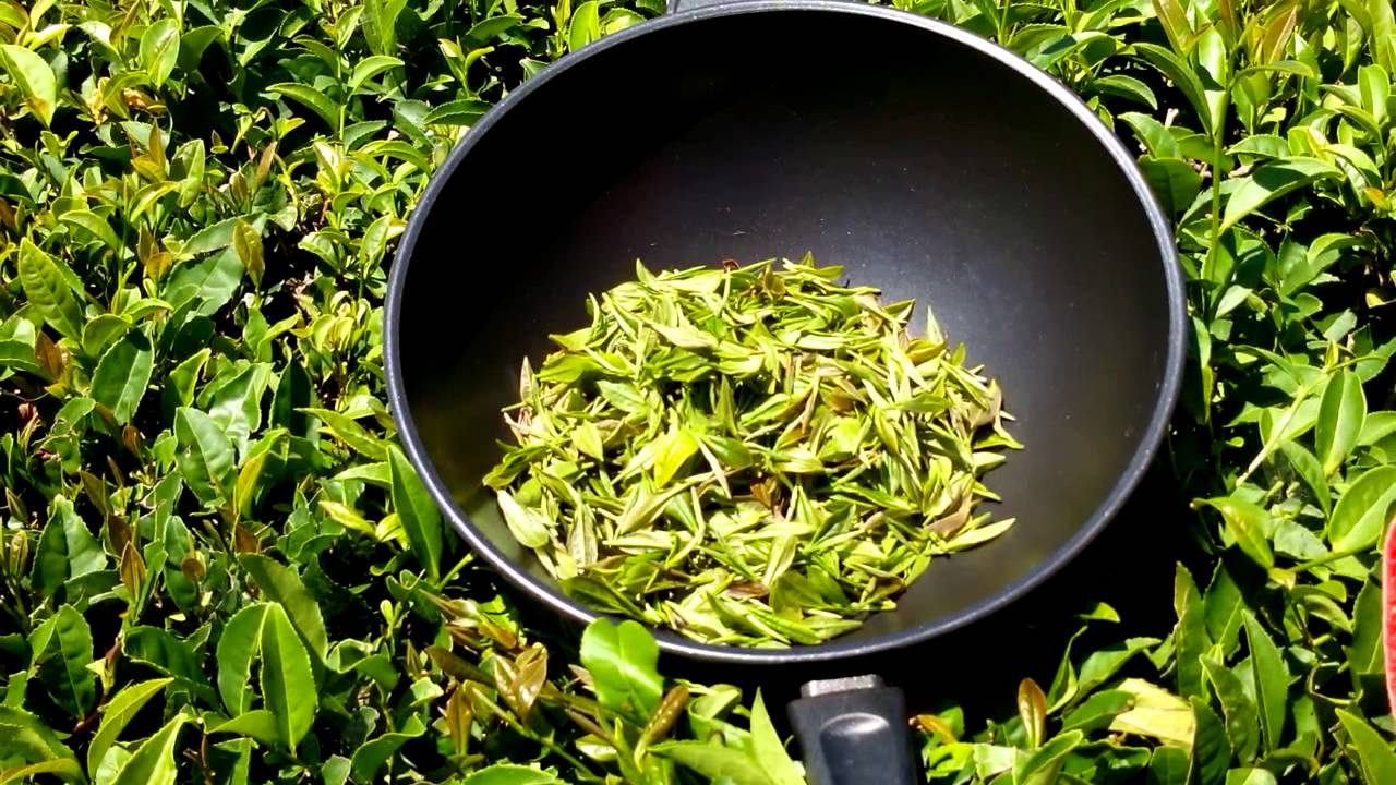 drying ivan tea photo