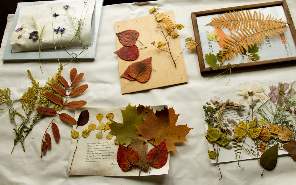 plantes de séchage pour herbier