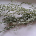 wormwood twigs