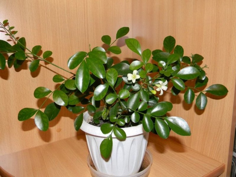 grow a murraya plant