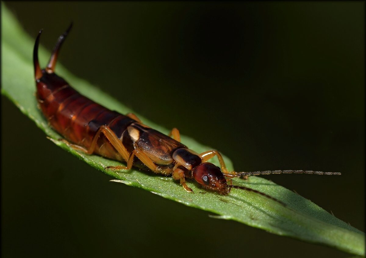 beetle earwig