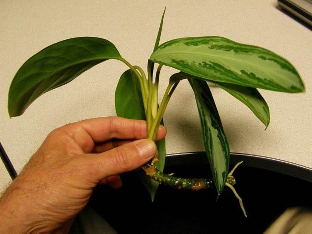 stabljika aglaonema