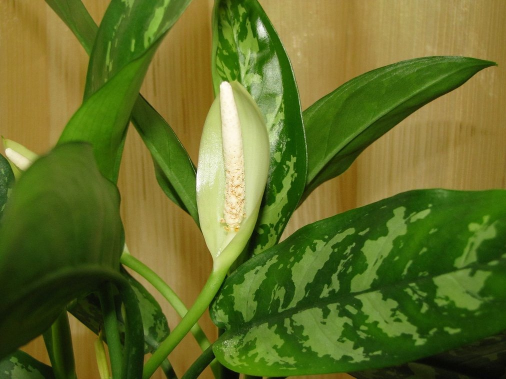 aglaonema bloom