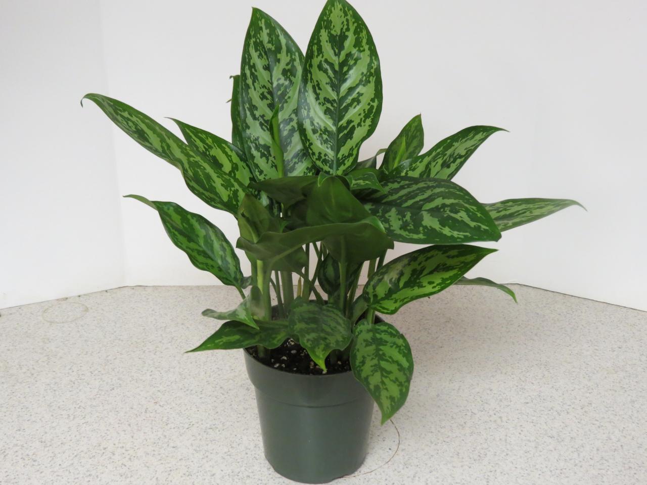 aglaonema flower