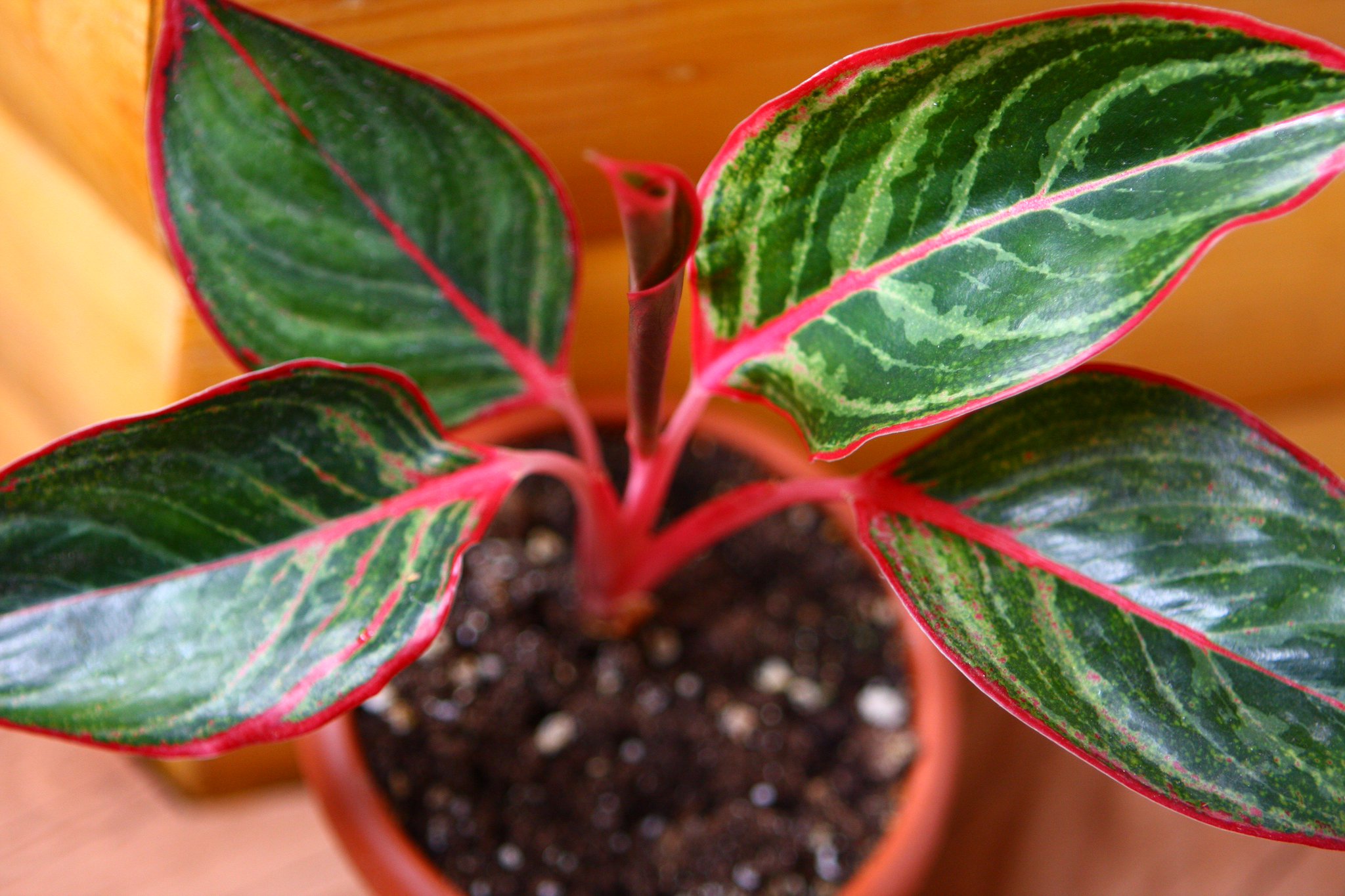 aglaonema at home