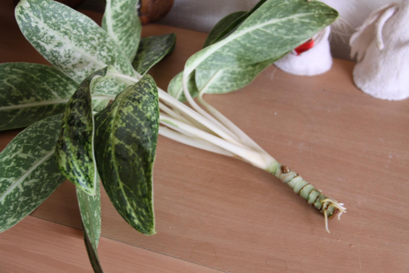 aglaonema how to transplant