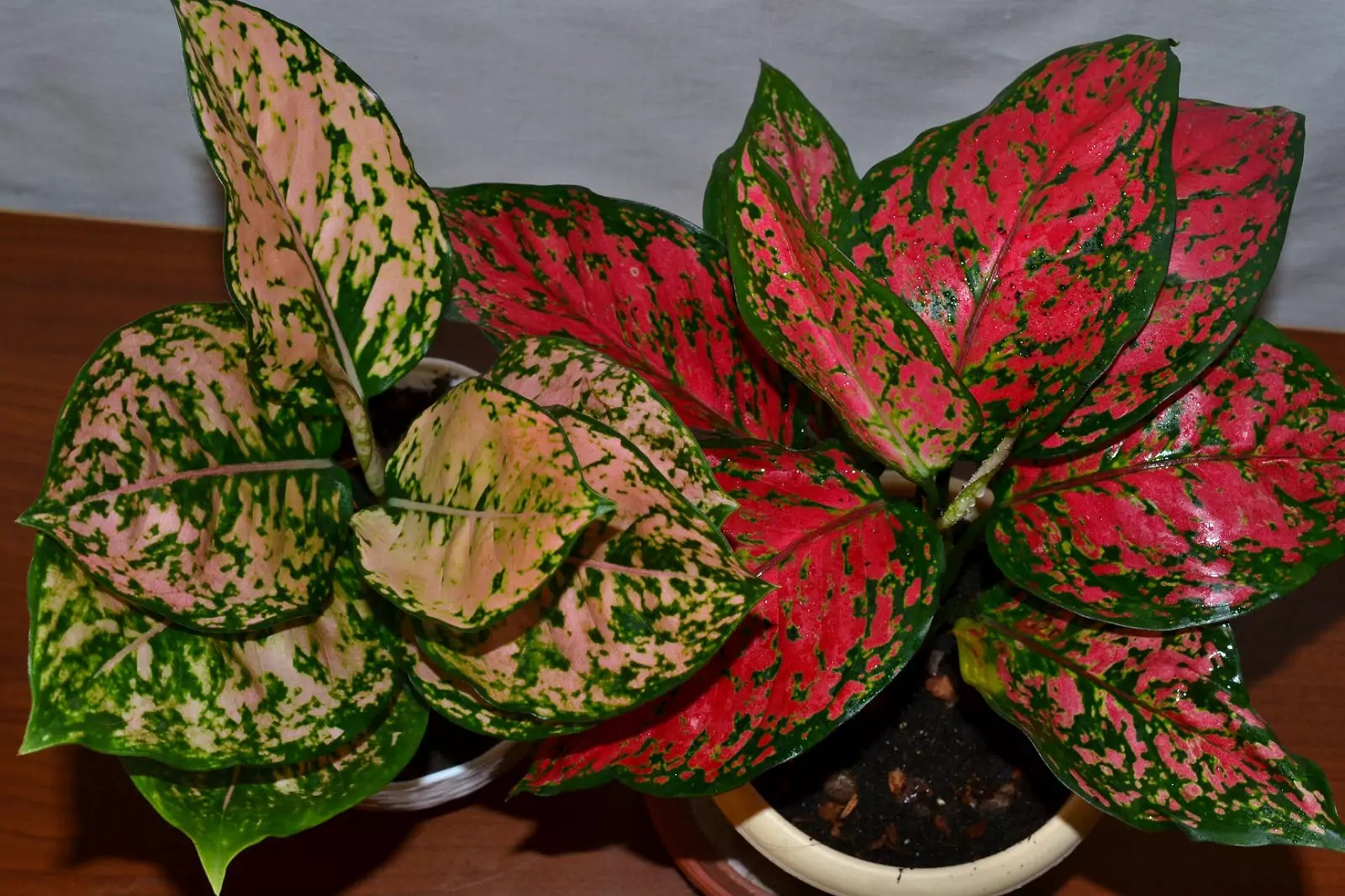 aglaonema what it looks like