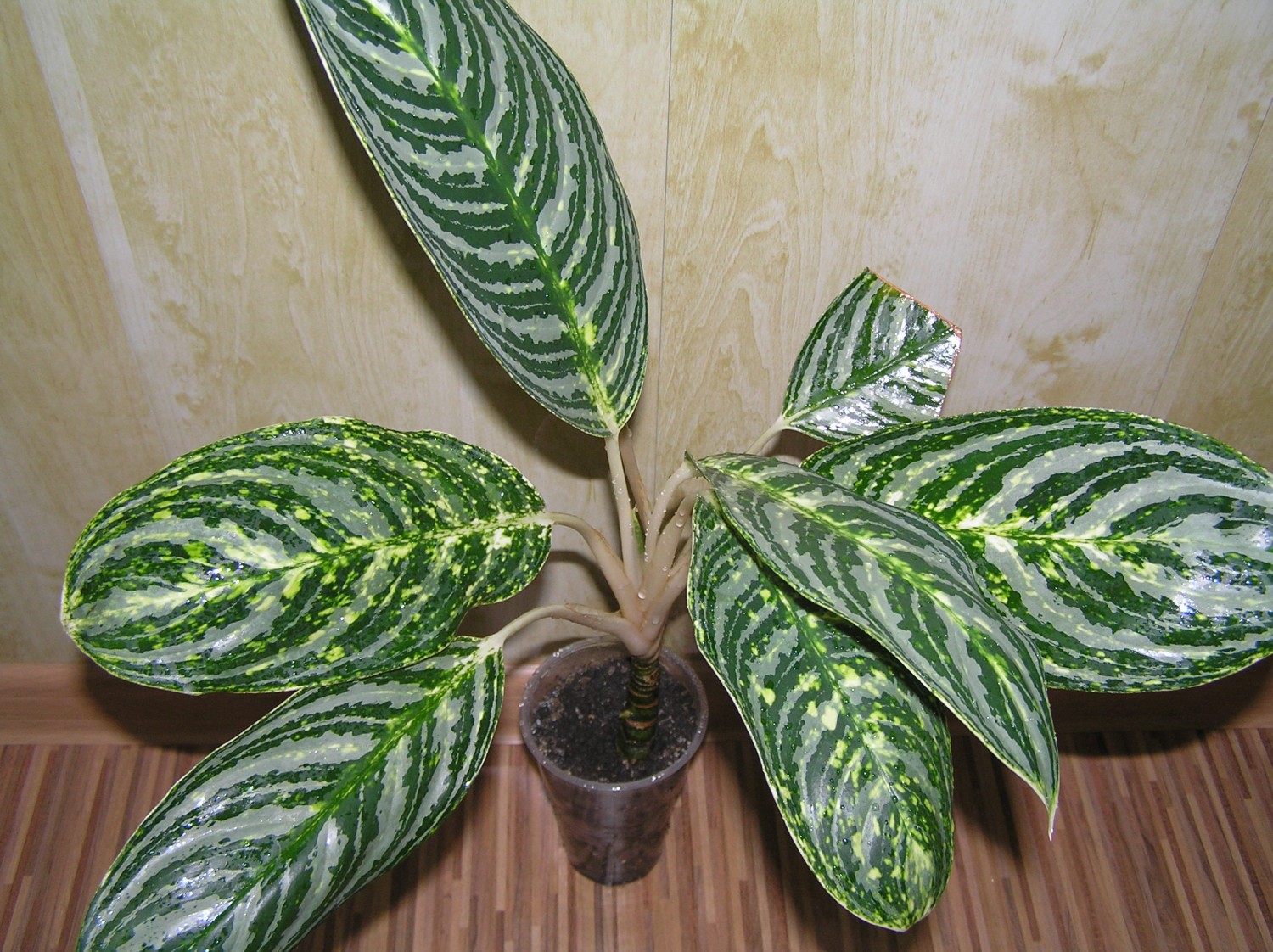 aglaonema is beautiful