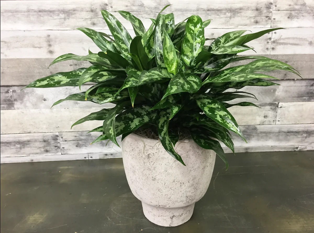 aglaonema kovrčava