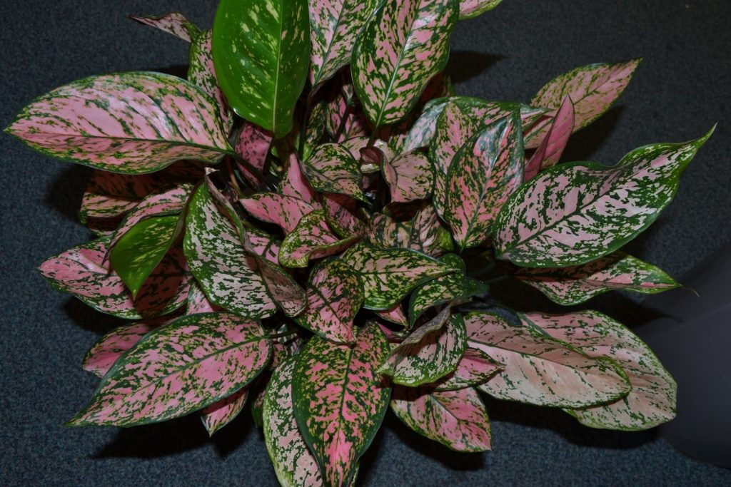 aglaonema round