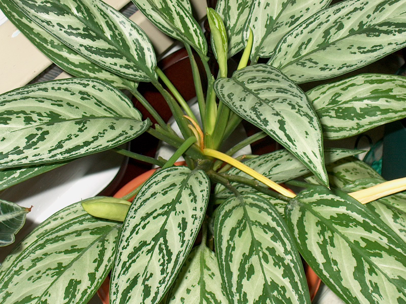 aglaonema at home