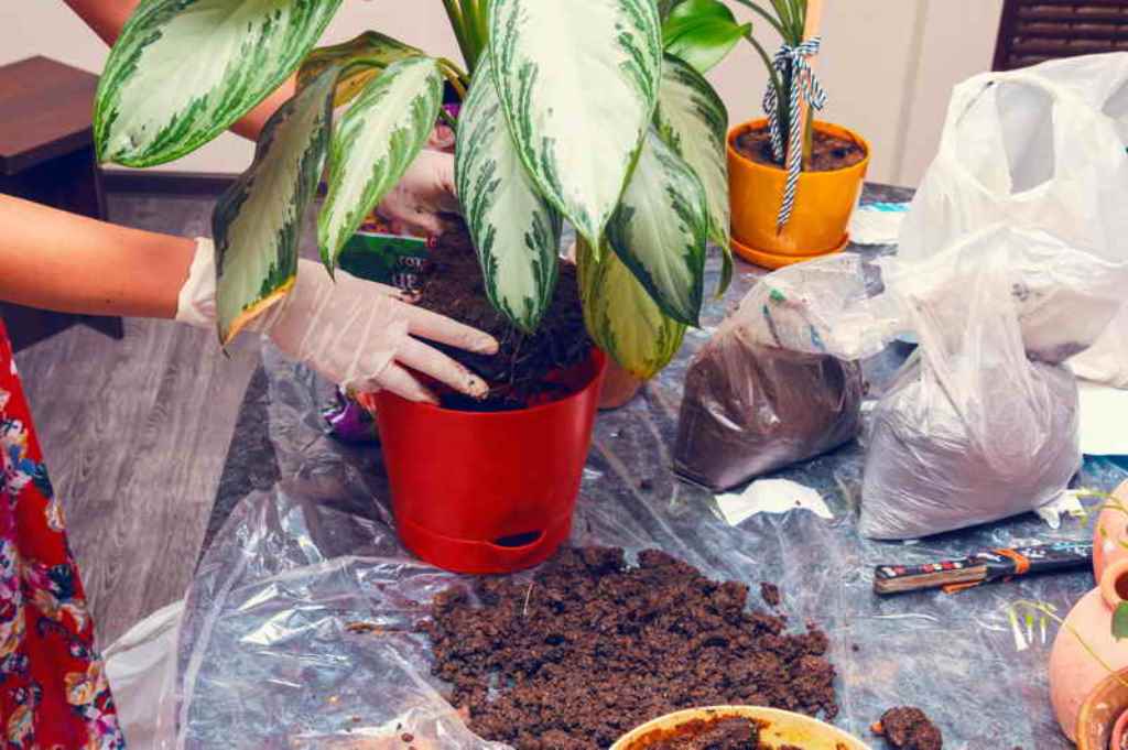 aglaonema transplant