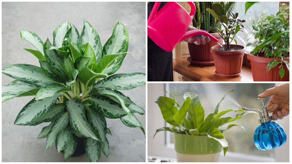 aglaonema watering