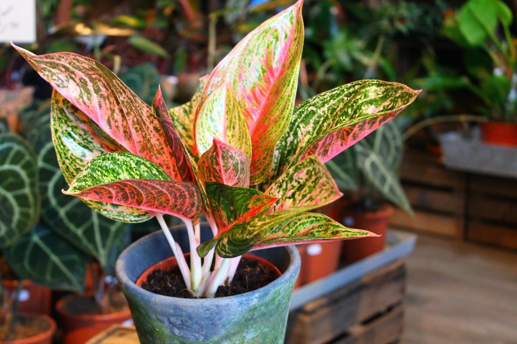 aglaonema in a pot