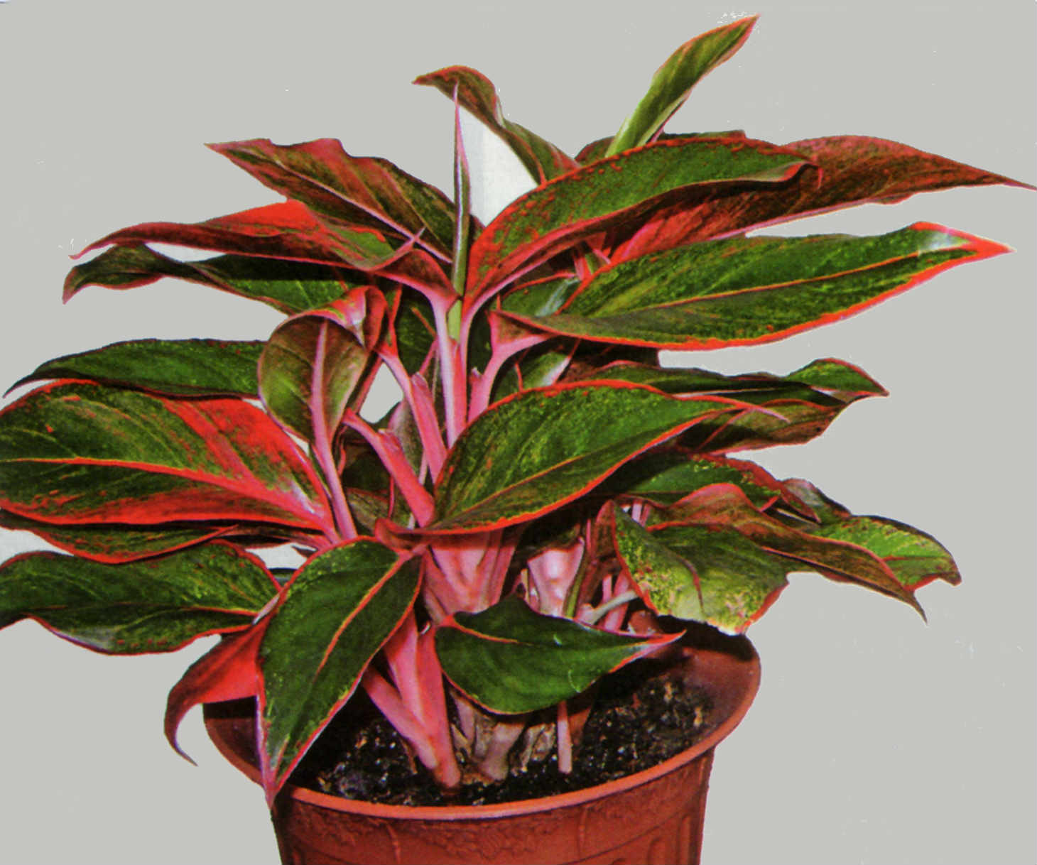 aglaonema with red leaves