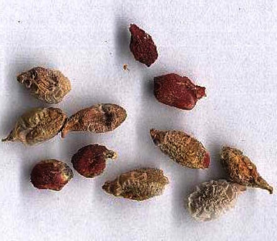 aglaonema seeds