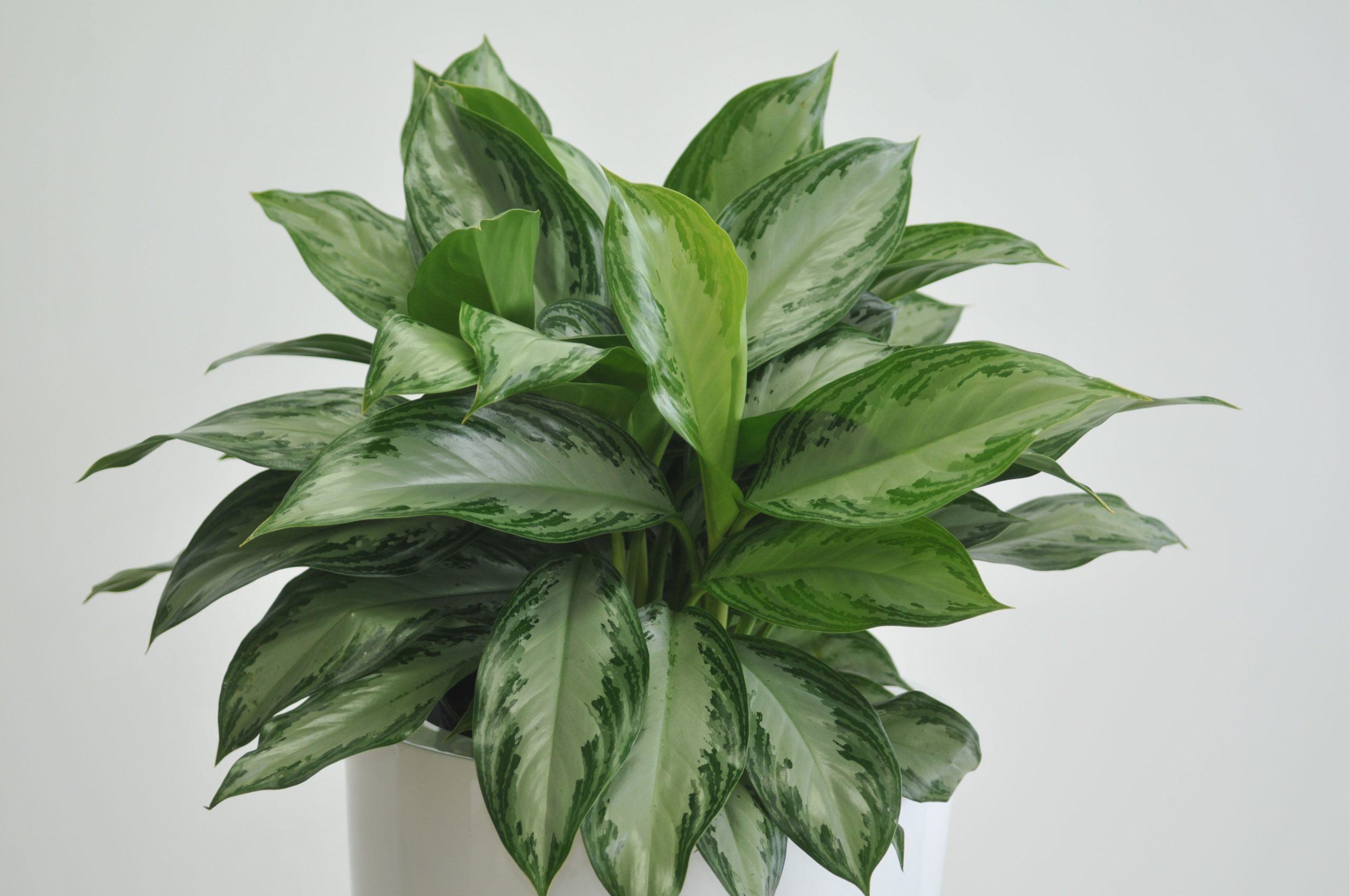 aglaonema kako rasti