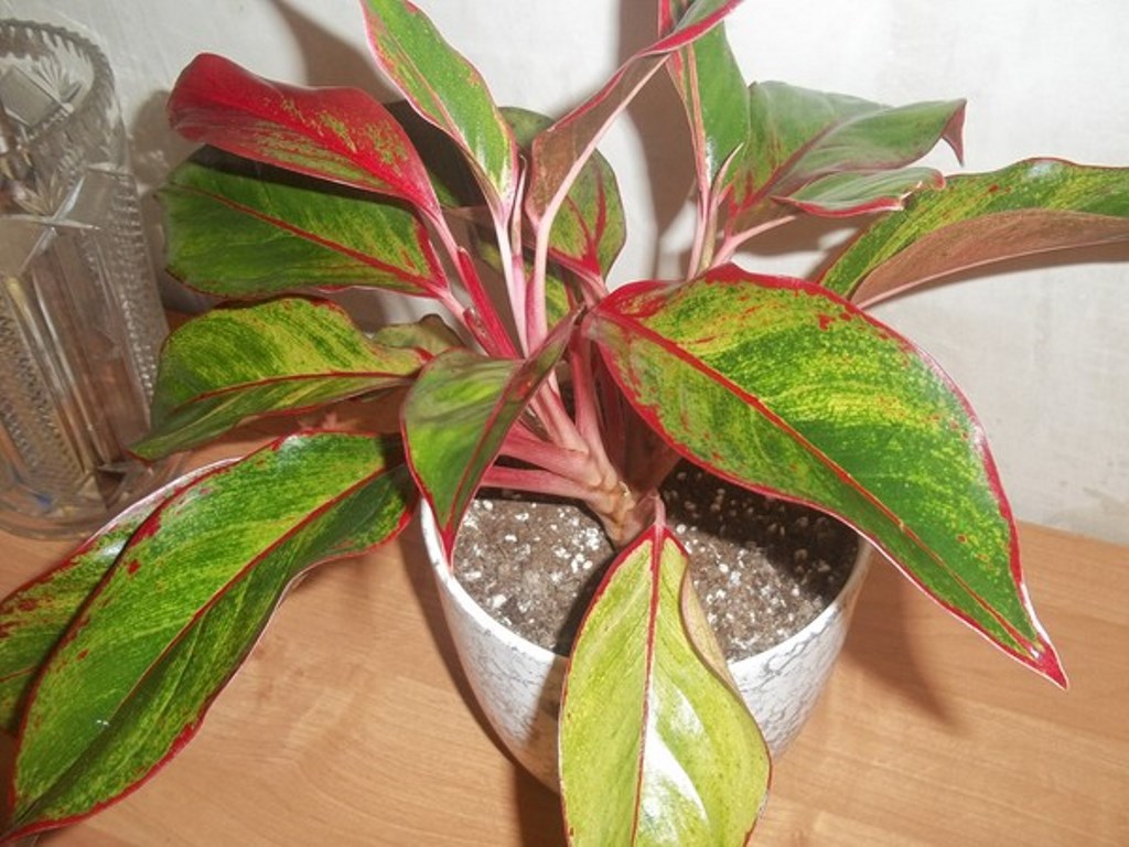 aglaonema turns yellow