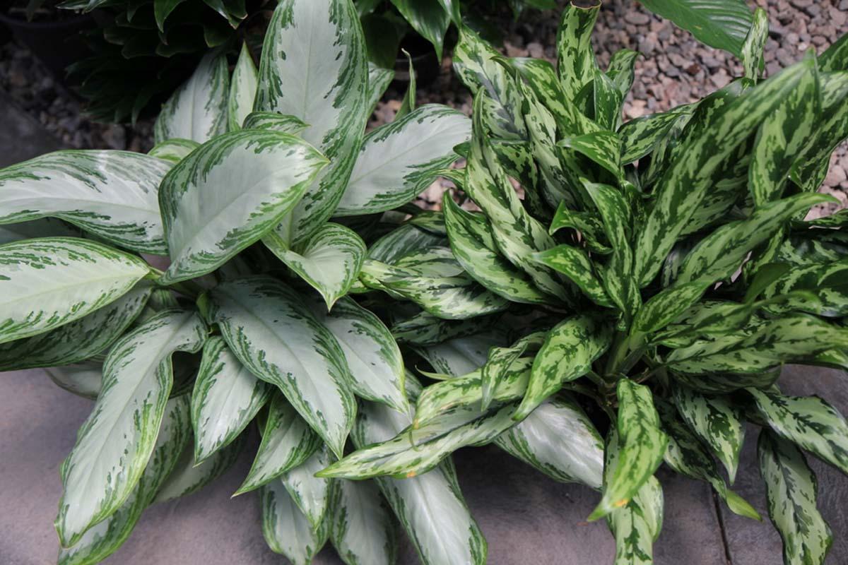 aglaonema