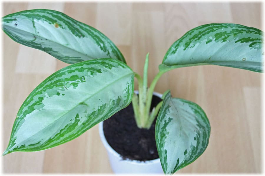 gnojivo aglaonema