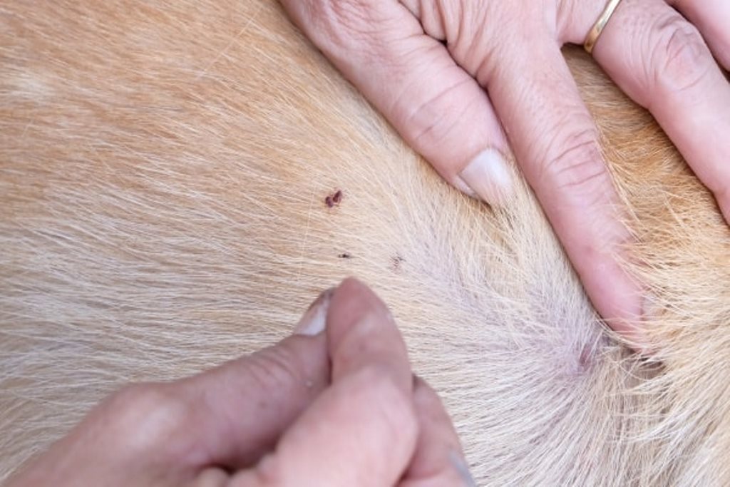 fleas in dogs