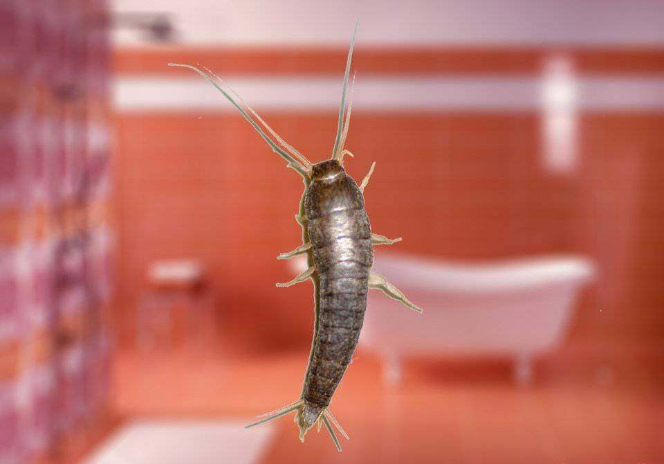 silverfish in the bathroom