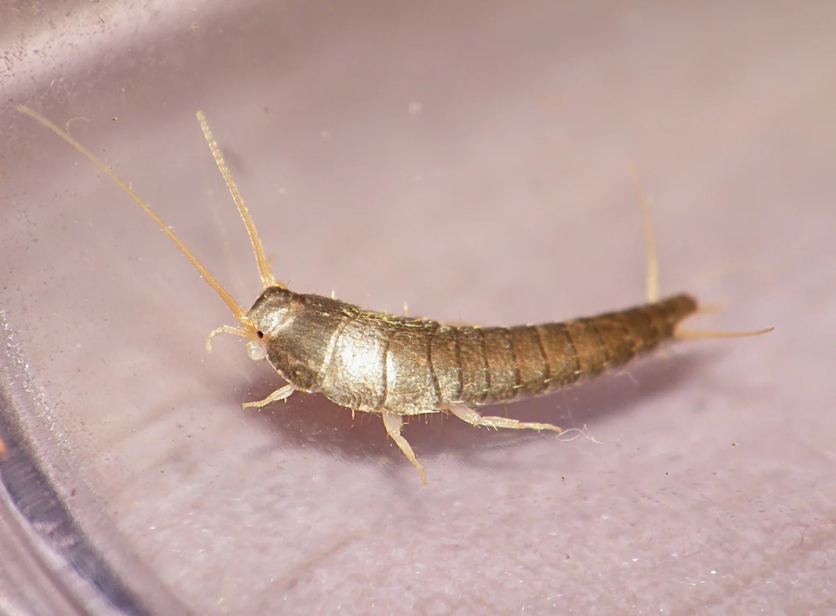 silverfish