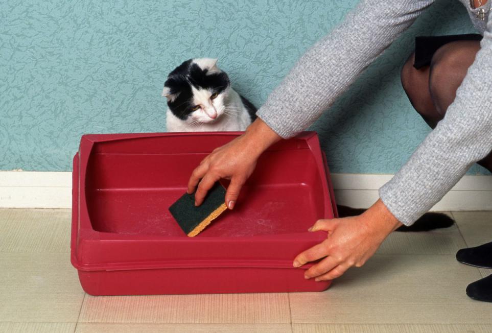 cleaning the cat litter box