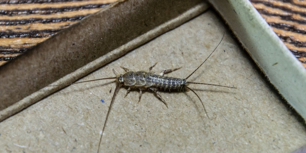 silverfish desinsection