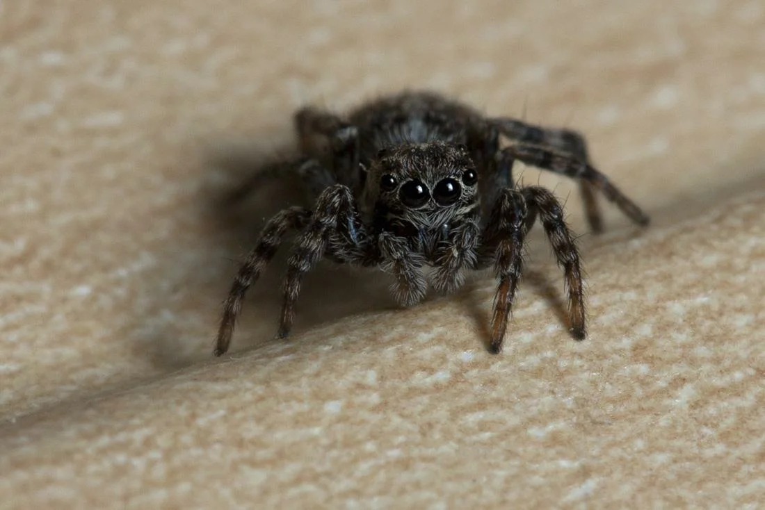 araignée à la maison