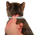 foresto collar for cats