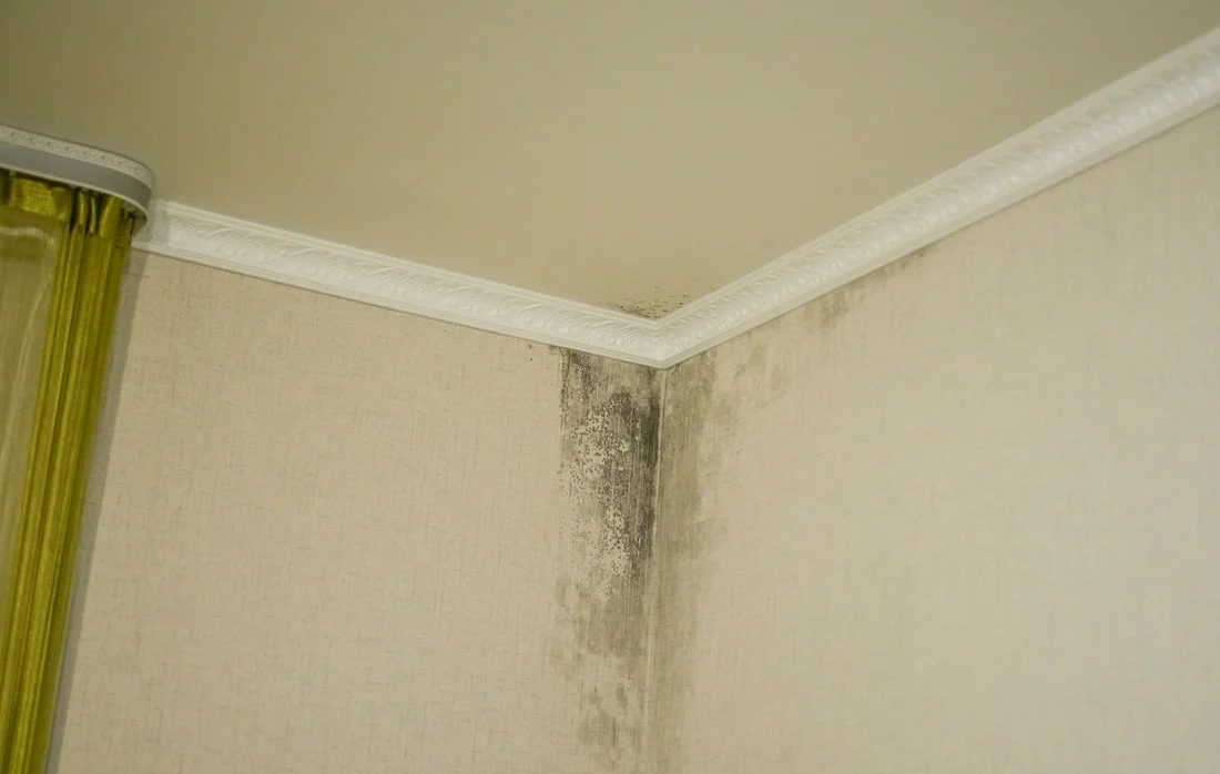 we get rid of mold on the wallpaper