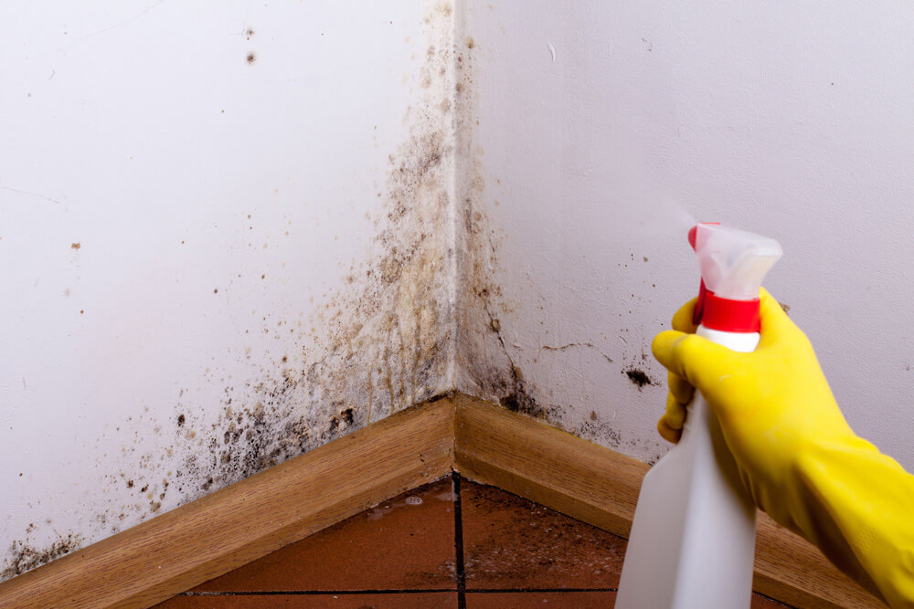 we get rid of mold with hydrogen peroxide