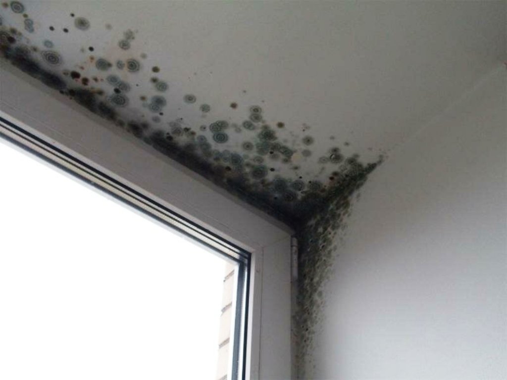 we get rid of mold in the apartment