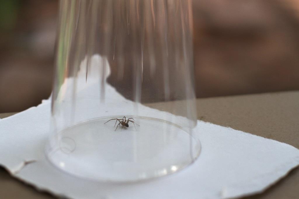 how to catch a spider with a glass