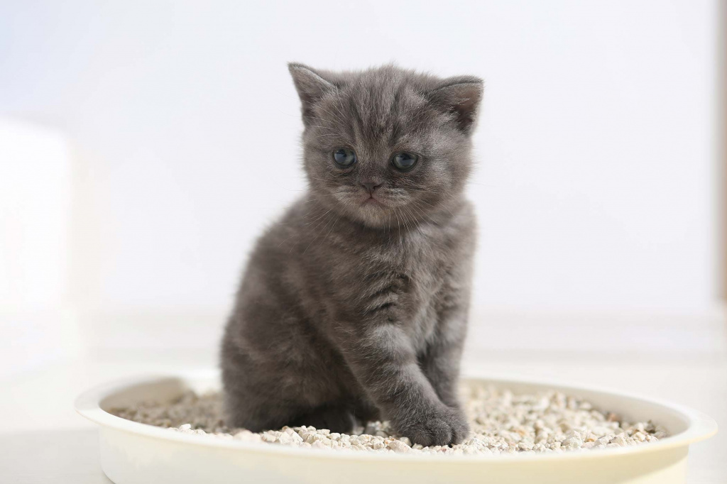 how to train a kitten to the litter box