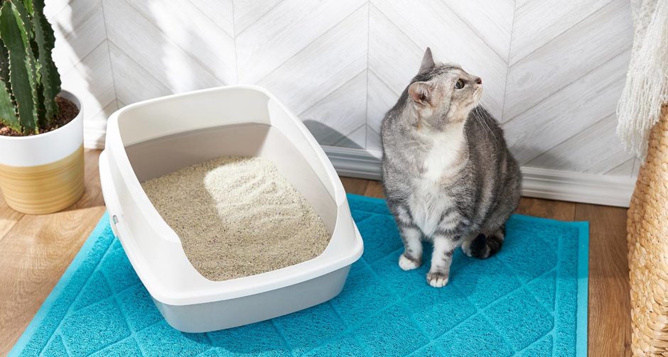 we train an adult cat to the litter box