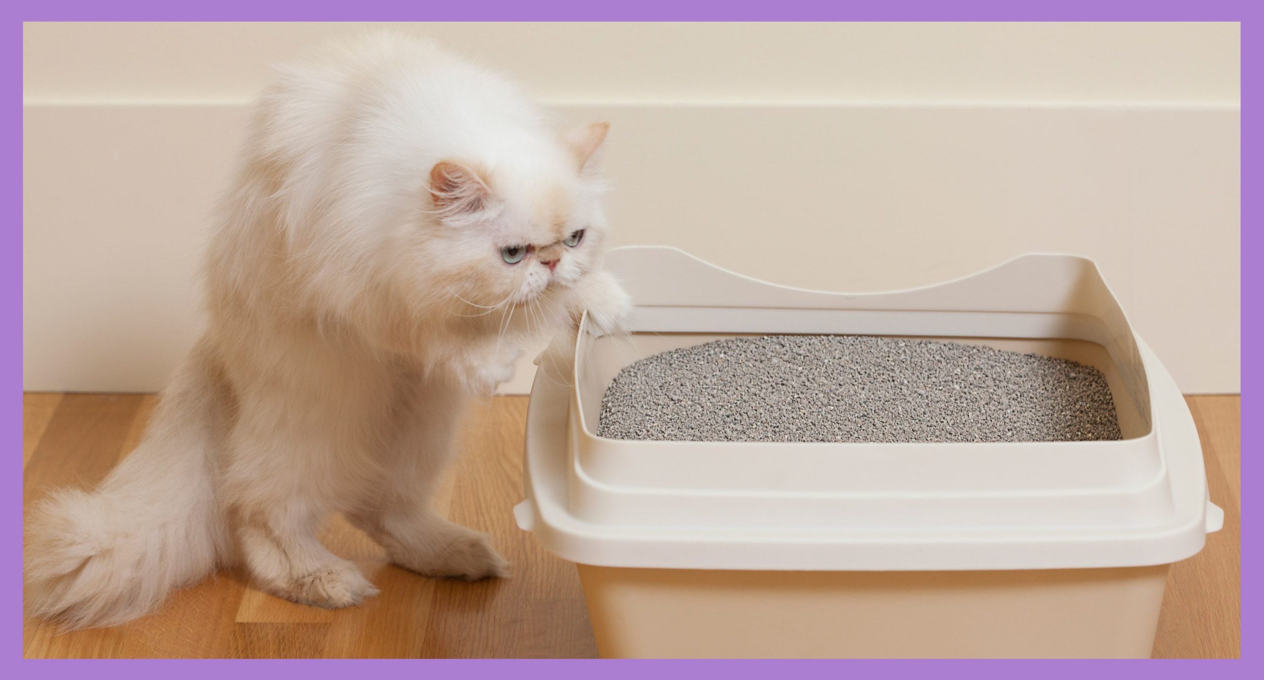 how to train an adult cat to the litter box