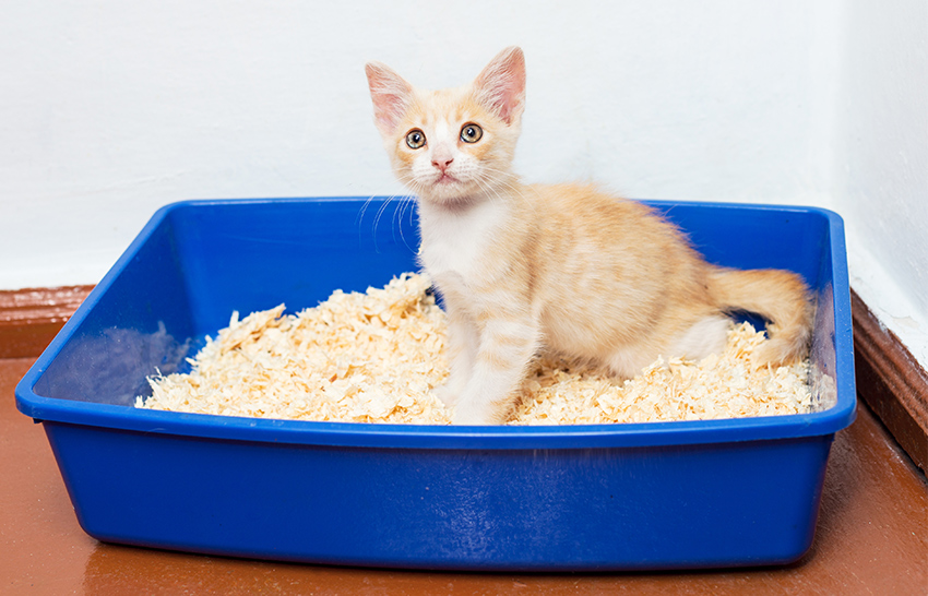 how to train a kitten to a litter box