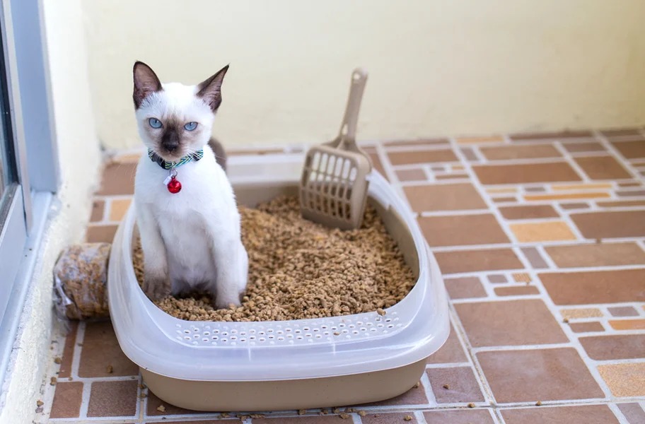 Comment dresser un chaton à la litière