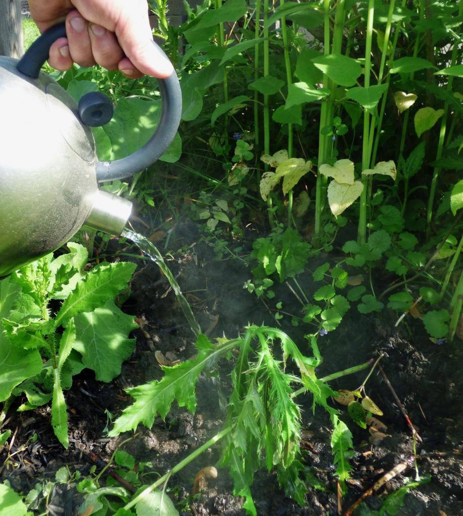 boiling water for weeds