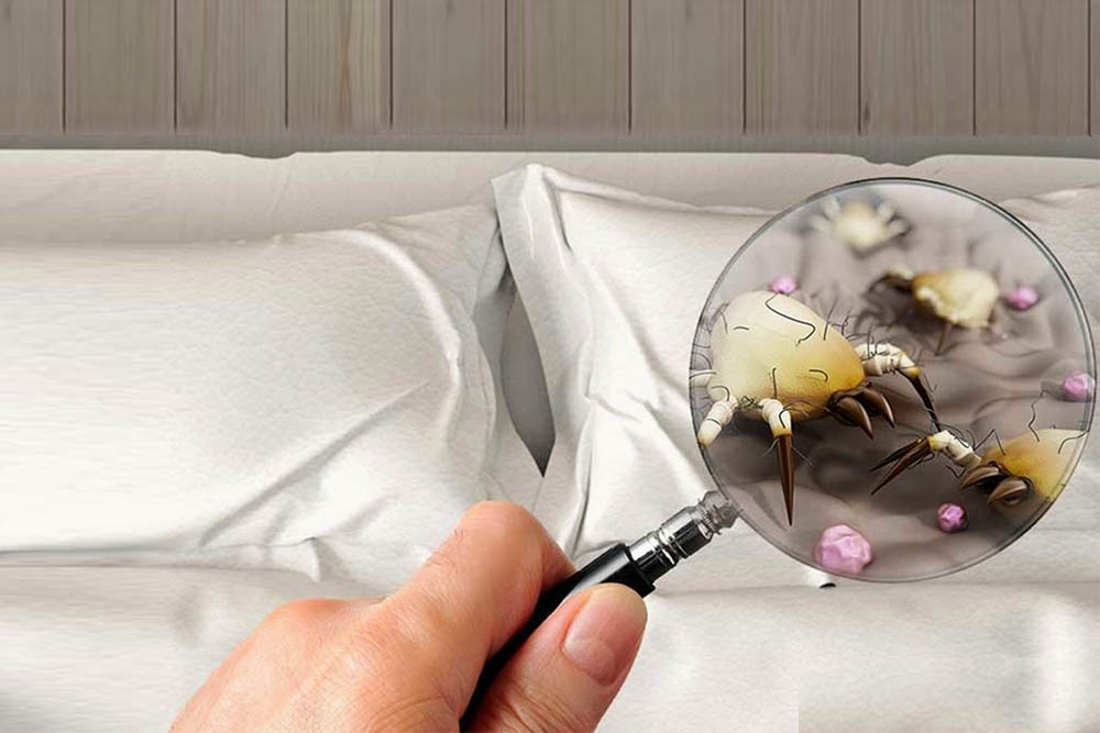 ticks in bed photos