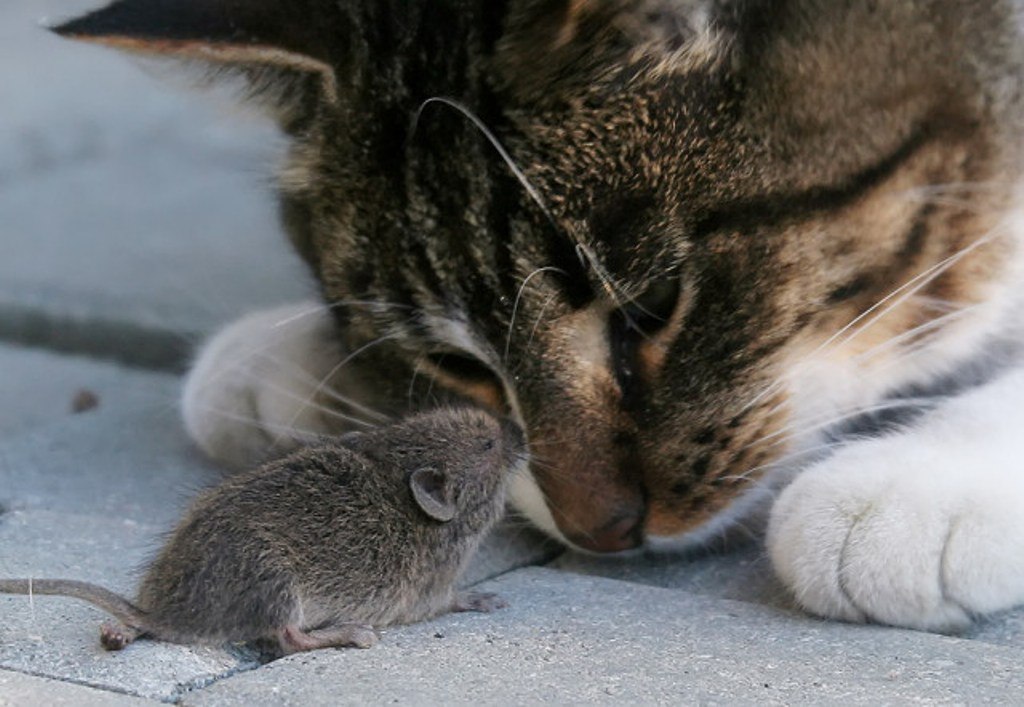 cat and mouse