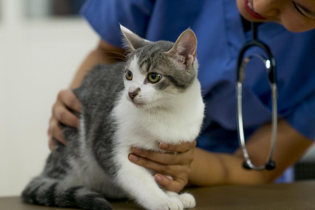 cat at the vet