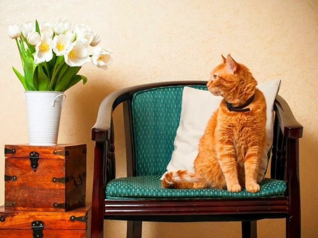 chat dans la maison